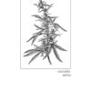 Estampa Cannabis Sativa