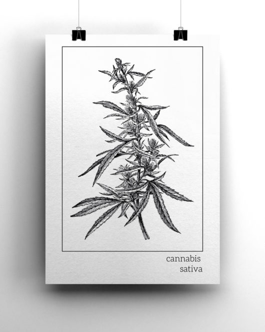 Pôster - Cannabis Sativa