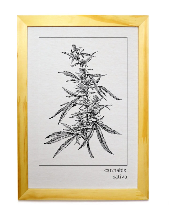 Quadro Pinus - Cannabis Sativa - Branco
